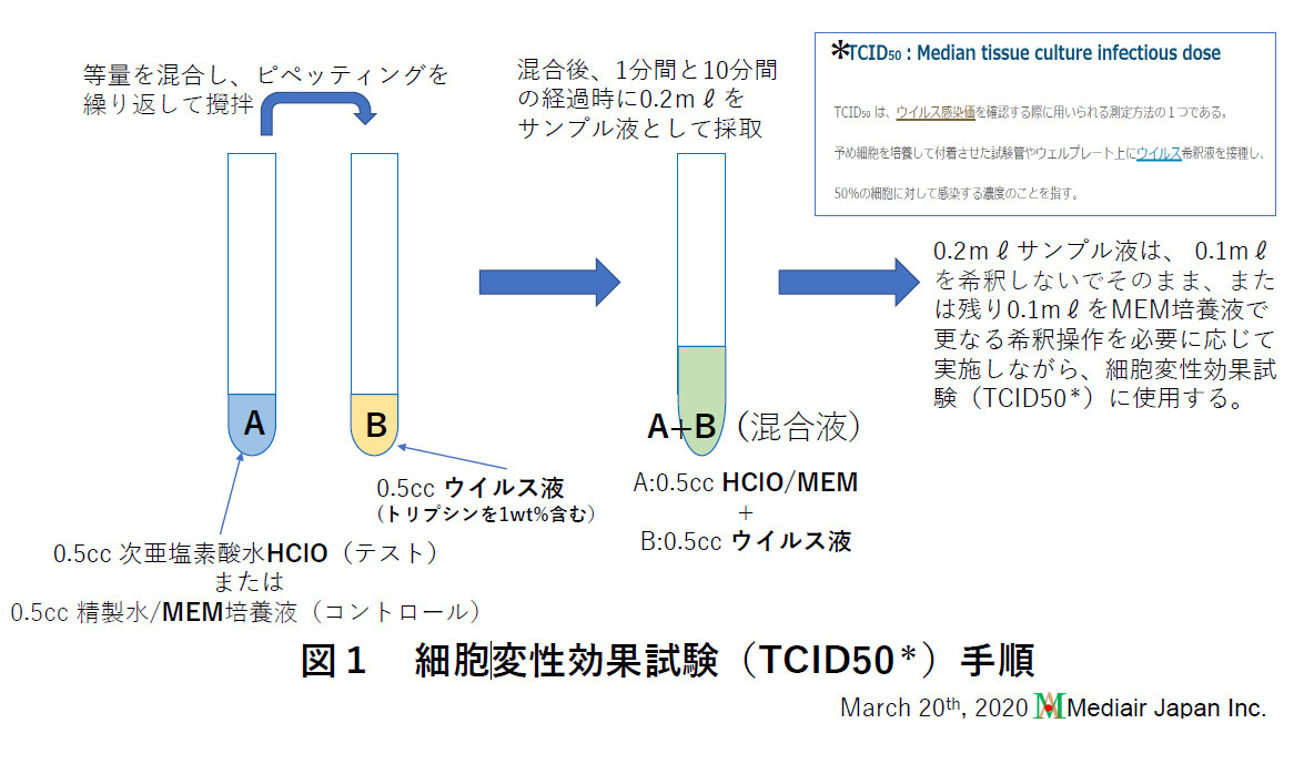 2）細胞変性効果試験（TCID50＊）手順